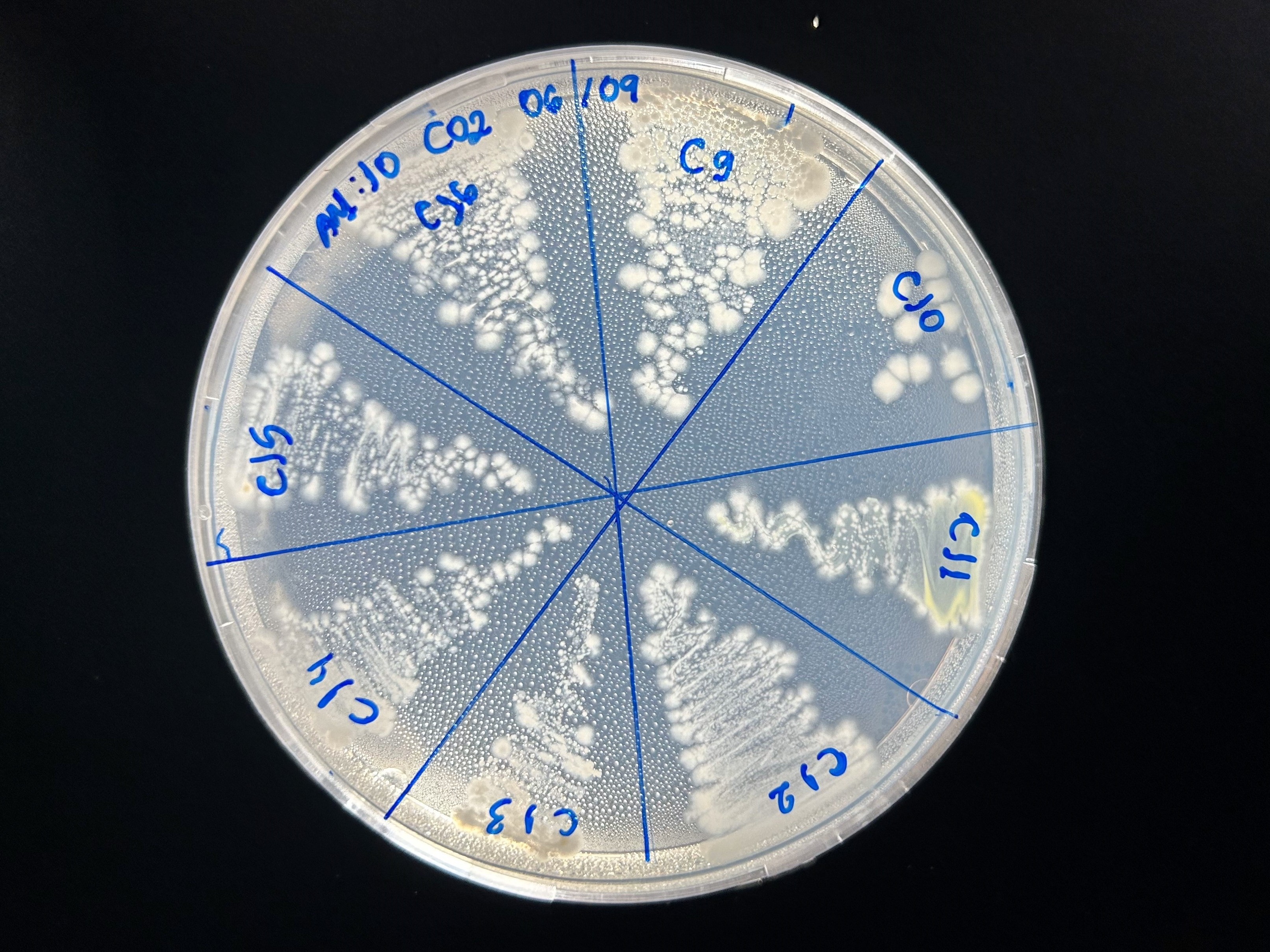 mais experimento com bactérias