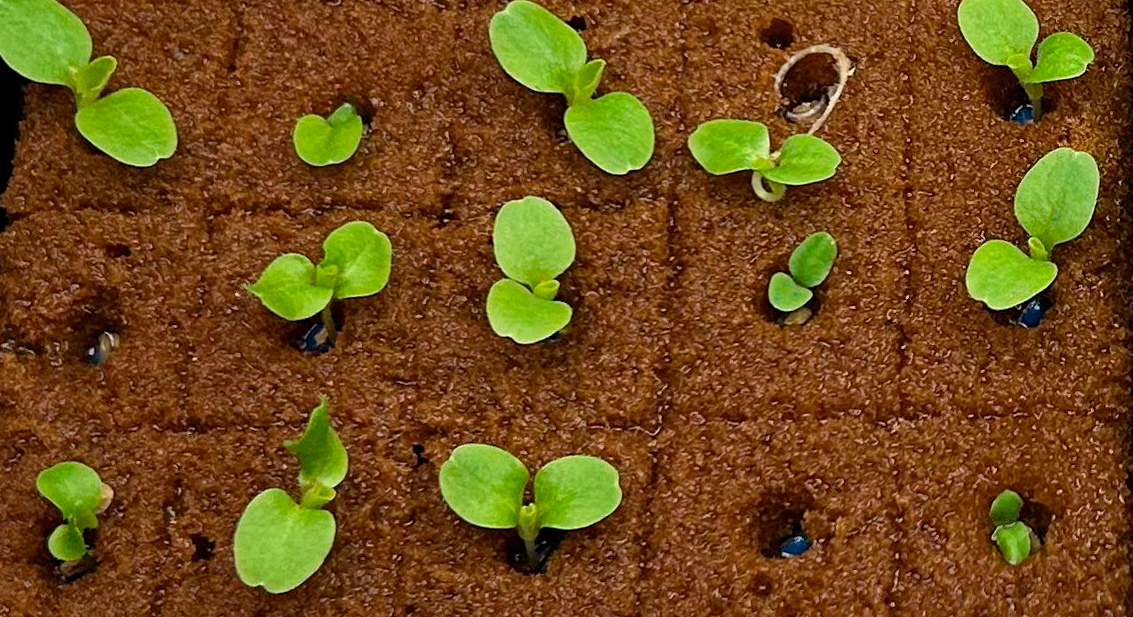 imagem brotinhos de alface